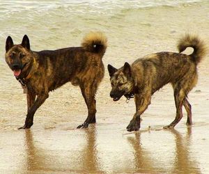 Ryukyu Inu Dog Breeds