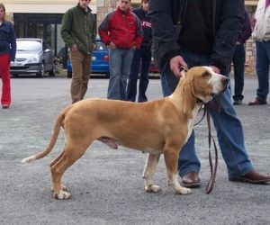 Sabueso Español Dog Breeds