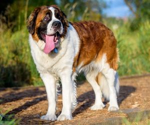 Saint Bernard Dog Breeds