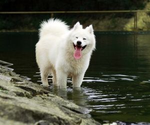 Samoyed Dog Breeds