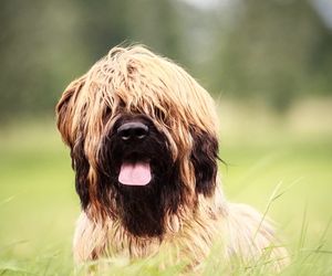 Sapsali Dog Breeds