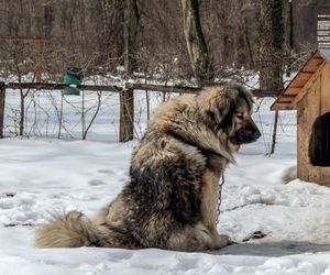 Šarplaninac Dog Breeds