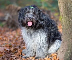 Schapendoes Dog Breeds