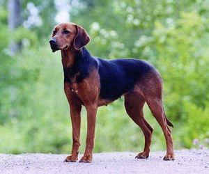 Schillerstövare Dog Breeds