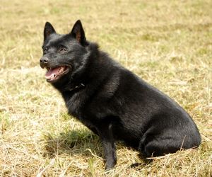 Schipperke Dog Breeds