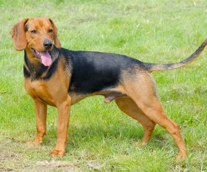 Serbian Hound Dog Breeds