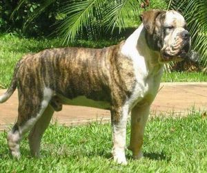 Serrano Bulldog Dog Breeds