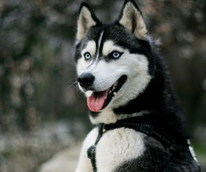 Siberian Husky Dog Breeds