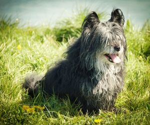 Skye Terrier Dog Breeds