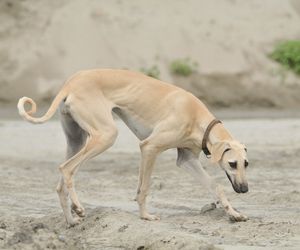 Sloughi Dog Breeds