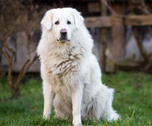 Slovenský Cuvac Dog Breeds