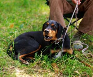 Slovenský Kopov Dog Breeds