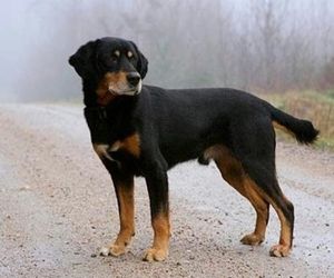 Smalandstövare Dog Breeds