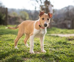 Smooth Collie Dog Breeds