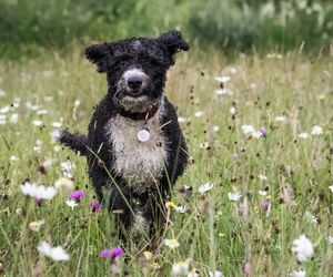 Spanish Water Dog Breeds