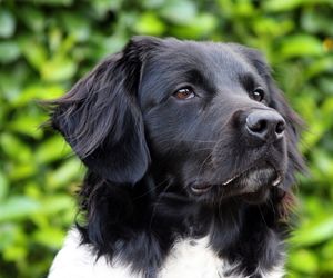 Stabyhoun Dog Breeds