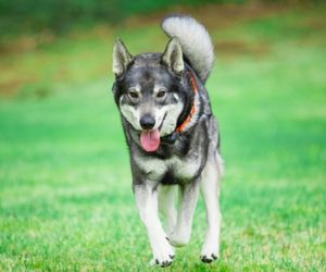 Swedish Elkhound Dog Breeds