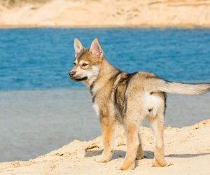 Tamaskan Dog Breeds