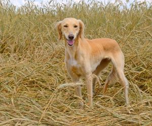 Tazy Dog Breeds