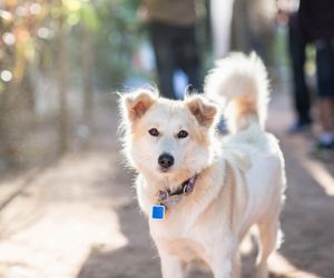 Thai Bangkaew Dog Breeds