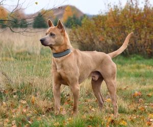 Thai Ridgeback Dog Breeds