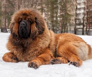 Tibetan Mastiff Dog Breeds