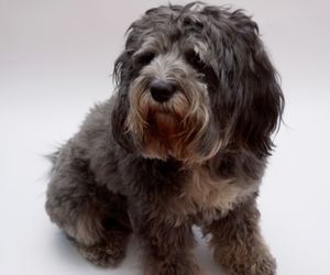 Tibetan Terrier Dog Breeds