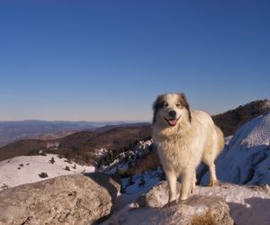 Tornjak Dog Breeds