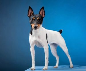 Toy Fox Terrier Dog Breeds