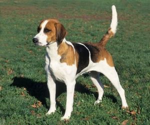 Trigg Hound Dog Breeds