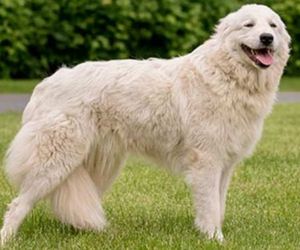 Vikhan Dog Breeds