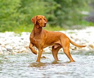 Vizsla Dog Breeds