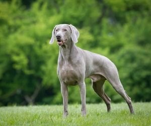 Weimaraner Dog Breeds