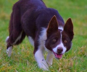 Welsh Sheepdog Dog Breeds