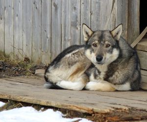 West Siberian Laika Dog Breeds