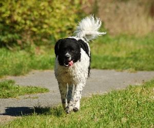 Wetterhoun Dog Breeds