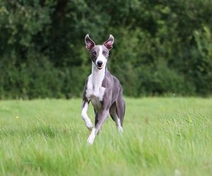 Whippet Dog Breeds