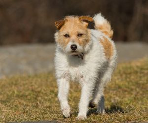 Wire Fox Terrier Dog Breeds