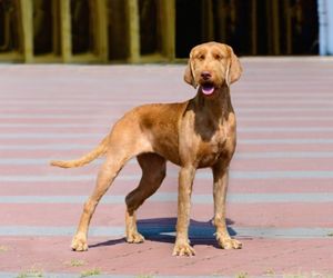 Wirehaired Vizsla Dog Breeds