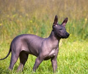 Xoloitzcuintle Dog Breeds