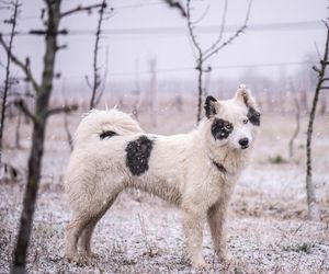 Yakutian Laika Dog Breeds