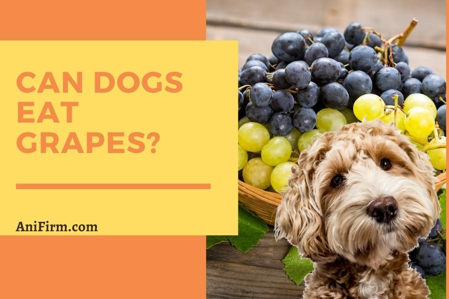 can dogs eat grapes