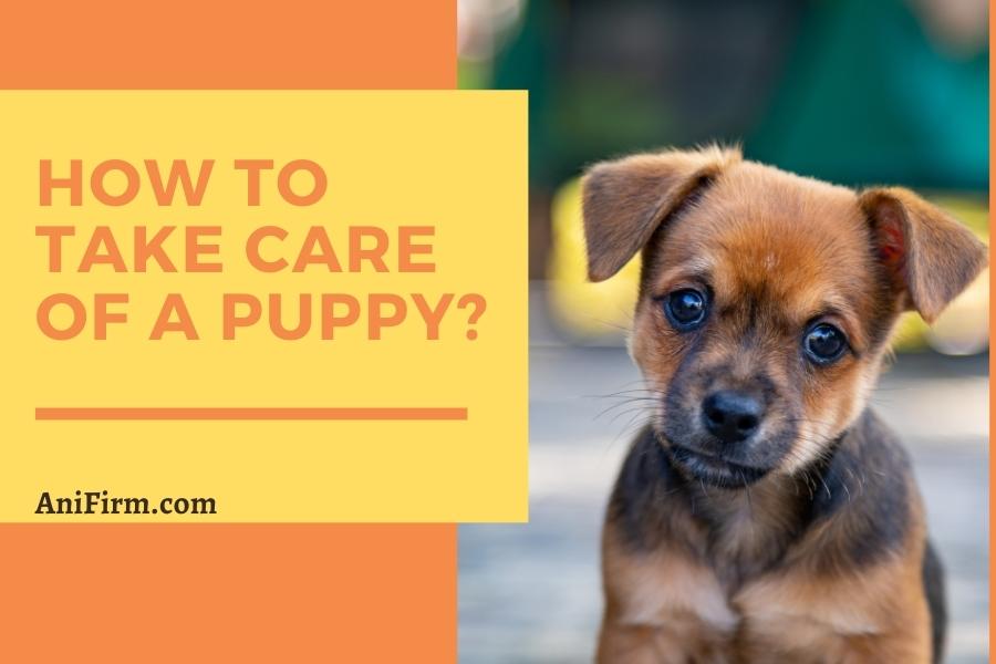 how to take care of a puppy