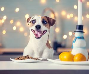 morning breakfast ideas for dogs