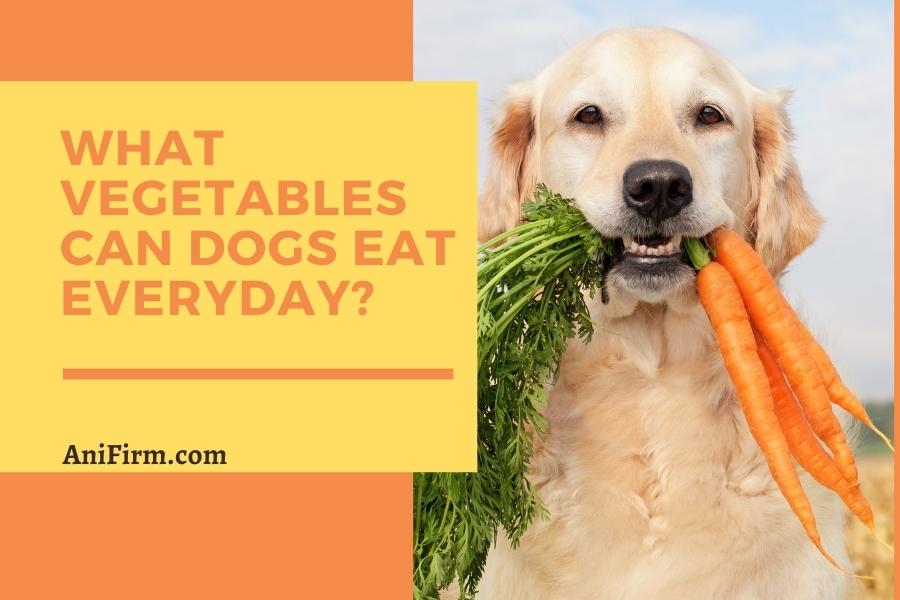 what vegetables can dogs eat everyday