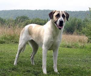 Livestock Guardian anatolian shepherd dog