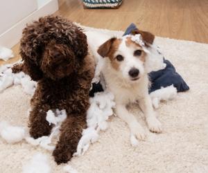 Puppy-Proofing Your Home