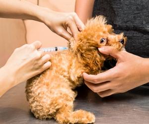 Vaccinations for Puppies