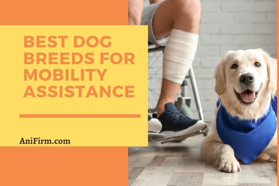 best service dog breeds for mobility assistance