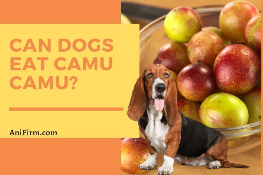 can dogs eat camu camu fruit